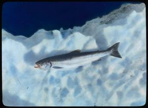 Image of Trout From Alida Lake